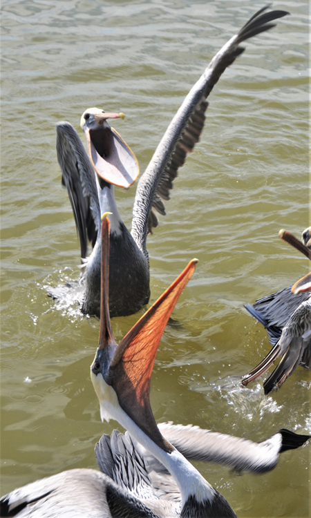pelican